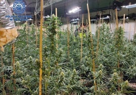 La Fiscalía pide 4 años de cárcel para 7 acusados de cultivar más de 6.000 plantas de marihuana en Hellín y Murcia