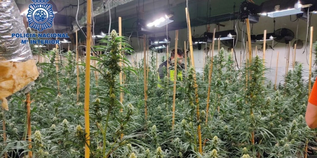 La Fiscalía pide 4 años de cárcel para 7 acusados de cultivar más de 6.000 plantas de marihuana en Hellín y Murcia