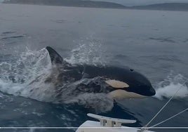 Los ataques de las orcas a los barcos se reducen casi a la mitad en estos dos años