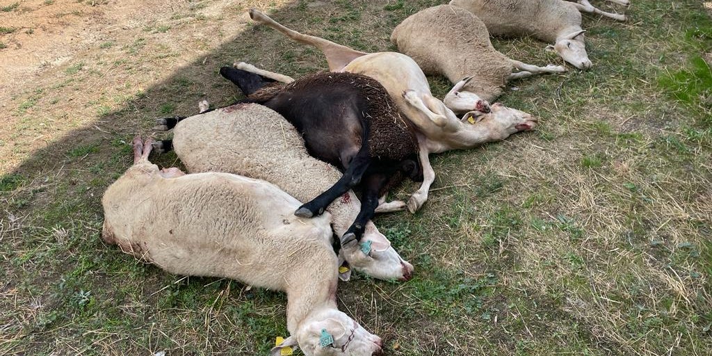 El lobo deja nueve ovejas muertas tras dos ataques en la misma explotación de Salamanca