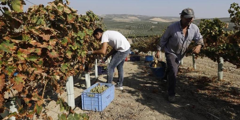 El mildiu mantiene en alerta a los viticultores de Montilla-Moriles