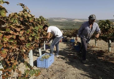 El mildiu mantiene en alerta a los viticultores de Montilla-Moriles