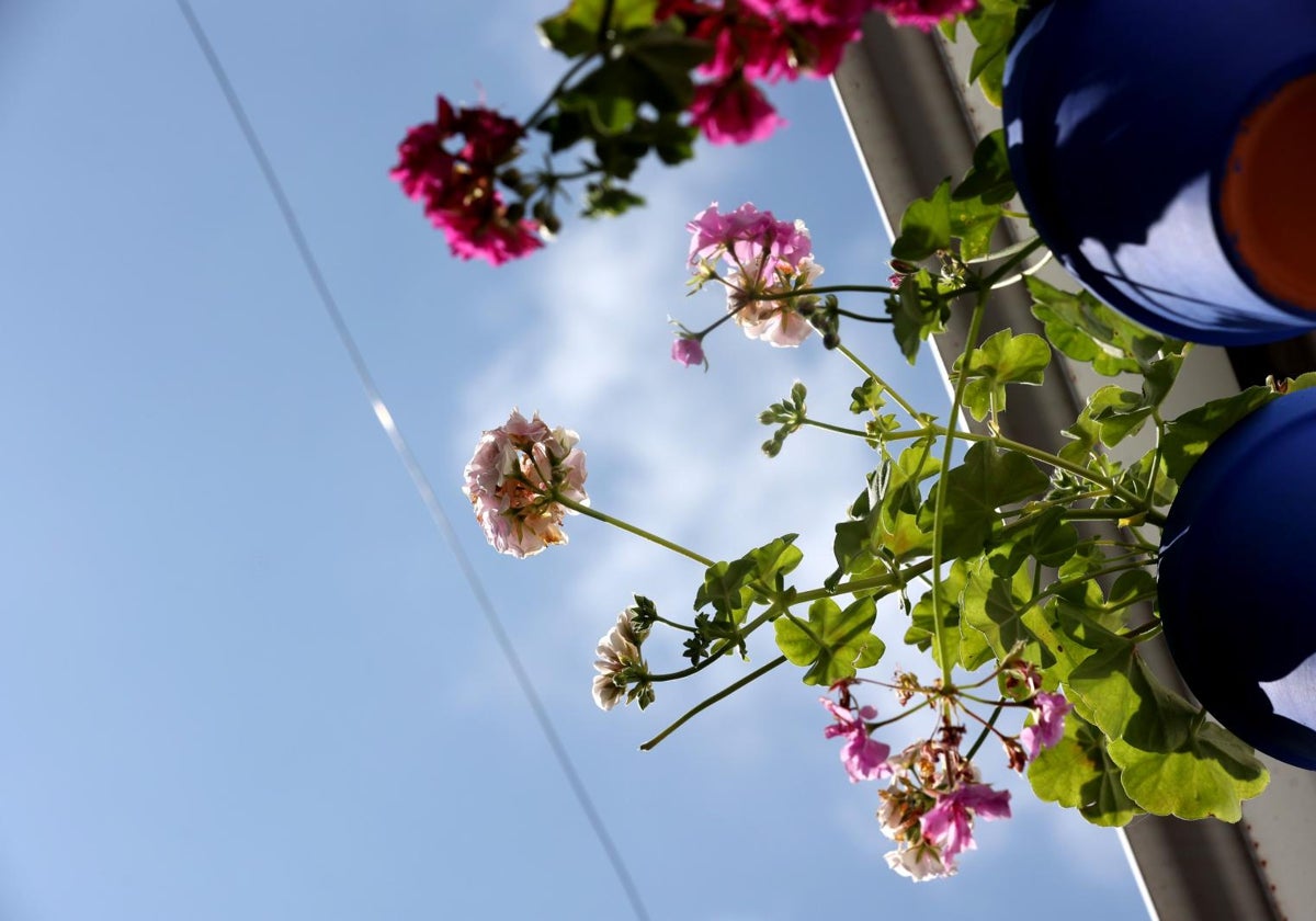 Un rayo de sol recae sobre macetas pertenecientes al patio de la calle Custodios, 5