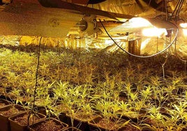 Decomisan 3.600 plantas de marihuana en uno de los mayores alijos de la historia en Granada capital