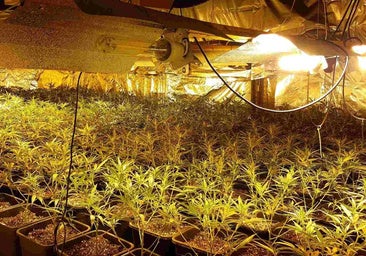 Cultivo indoor de marihuana en Granada, en imagen de archivo