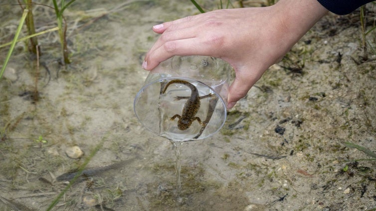 Escolares realizan una «suelta» de gallipatos gracias al proyecto de conservación promovido por Caixa Popular y Fundación BIOPARC