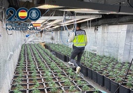 El método de un cultivador para camuflar el fuerte olor de 900 plantas de marihuana