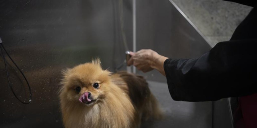 Ocho de cada diez andaluces considera que su empresa debería dar días libres por la muerte de su mascota