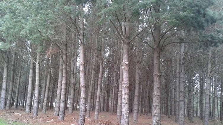 Altri invierte en el forestal gallego pese a la incógnita de su proyecto