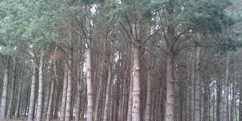 Altri invierte en el forestal gallego pese a la incógnita de su proyecto
