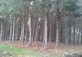Altri invierte en el forestal gallego pese a la incógnita de su proyecto