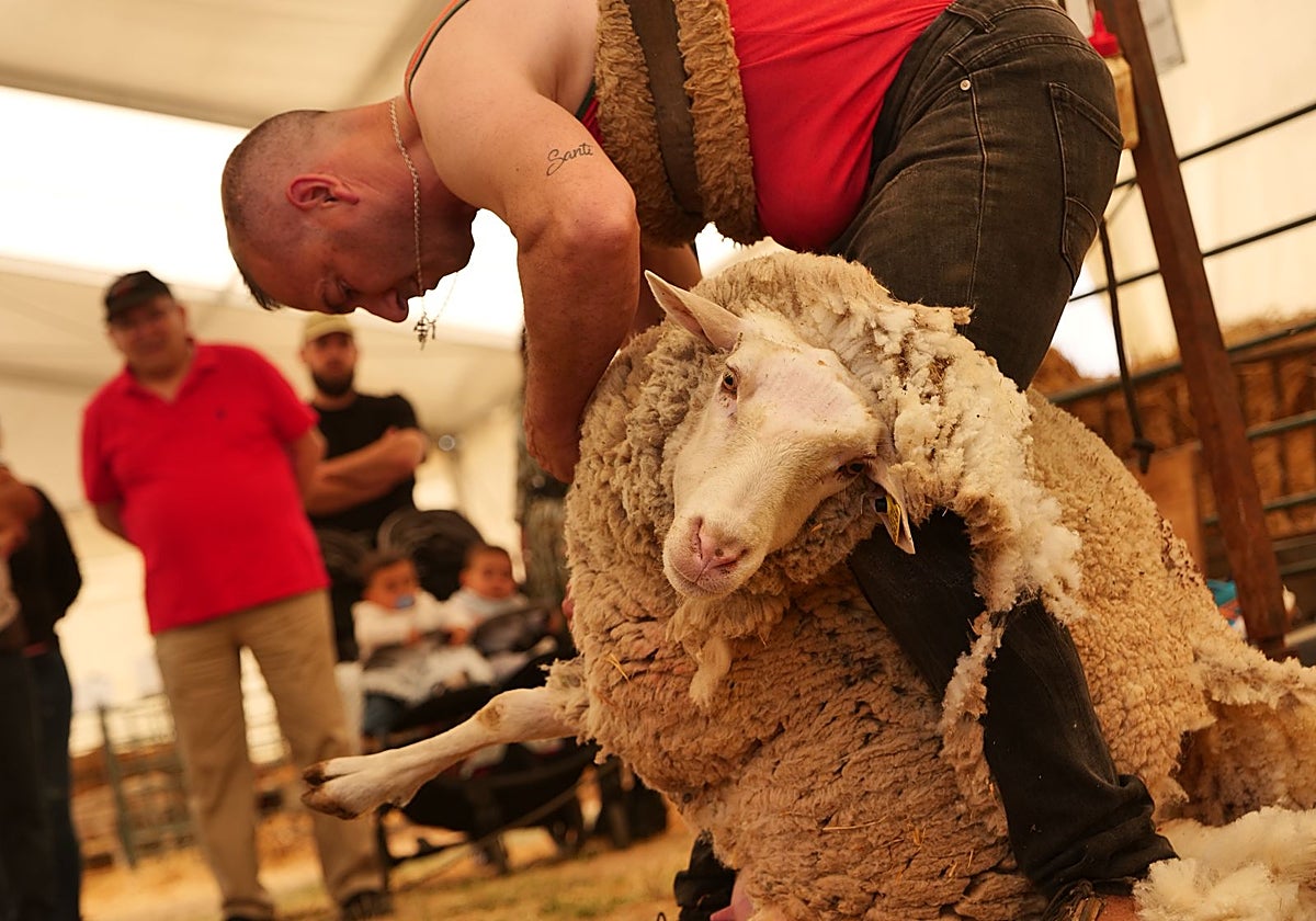 Un hombre esquila una oveja ante la mirada de varios espectadores