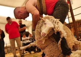 Este pueblo de Córdoba estará de feria rodeado de queso y ovejas durante 48 horas