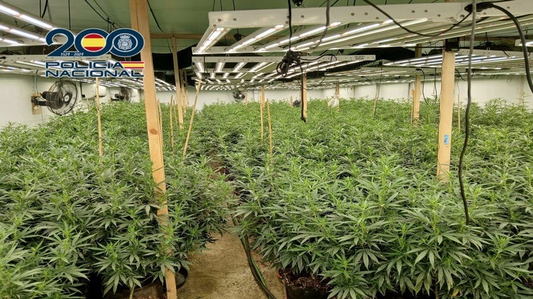 Apagones de luz en el vecindario destaparon una 'selva' de 800 plantas de marihuana en Alicante
