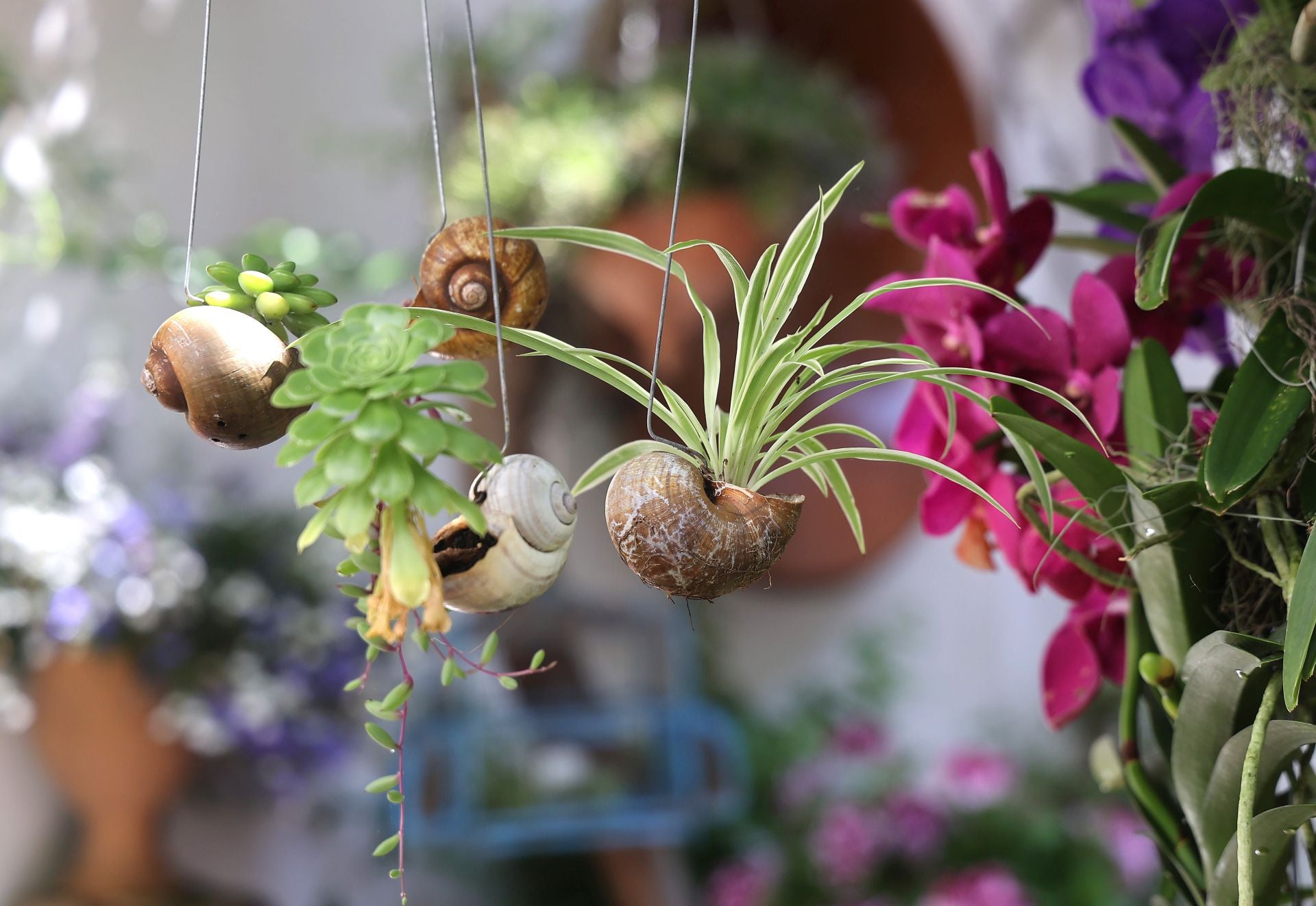 Un paseo por los patios más clásicos de Córdoba, en imágenes