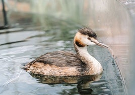 El Oceanogràfic incorpora tres aves somormujo únicas en acuarios europeos
