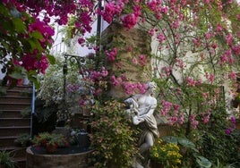 La ruta por los Patios de Córdoba más inéditos y originales: rosal trepador, yedra, limonero o pacífico