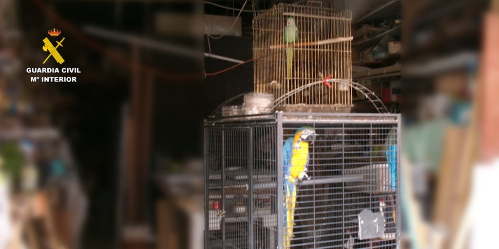 Hallan dos aves exóticas ilegales en una cochera de Alicante