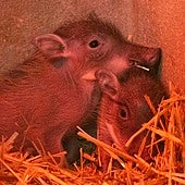 Nacen en Bioparc Valencia dos facóqueros, el conocido 'Pumba'