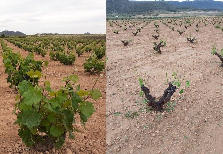 Severos daños en la DOP Jumilla por granizo