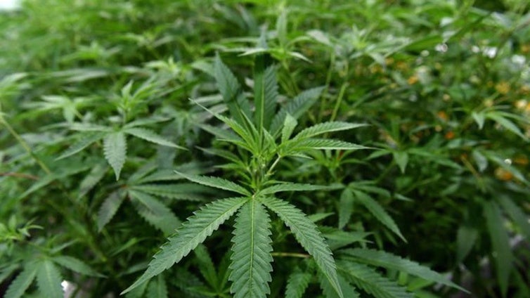 Desmantelan una plantación de marihuana en una nave con actividad comercial en el centro de Villamartín