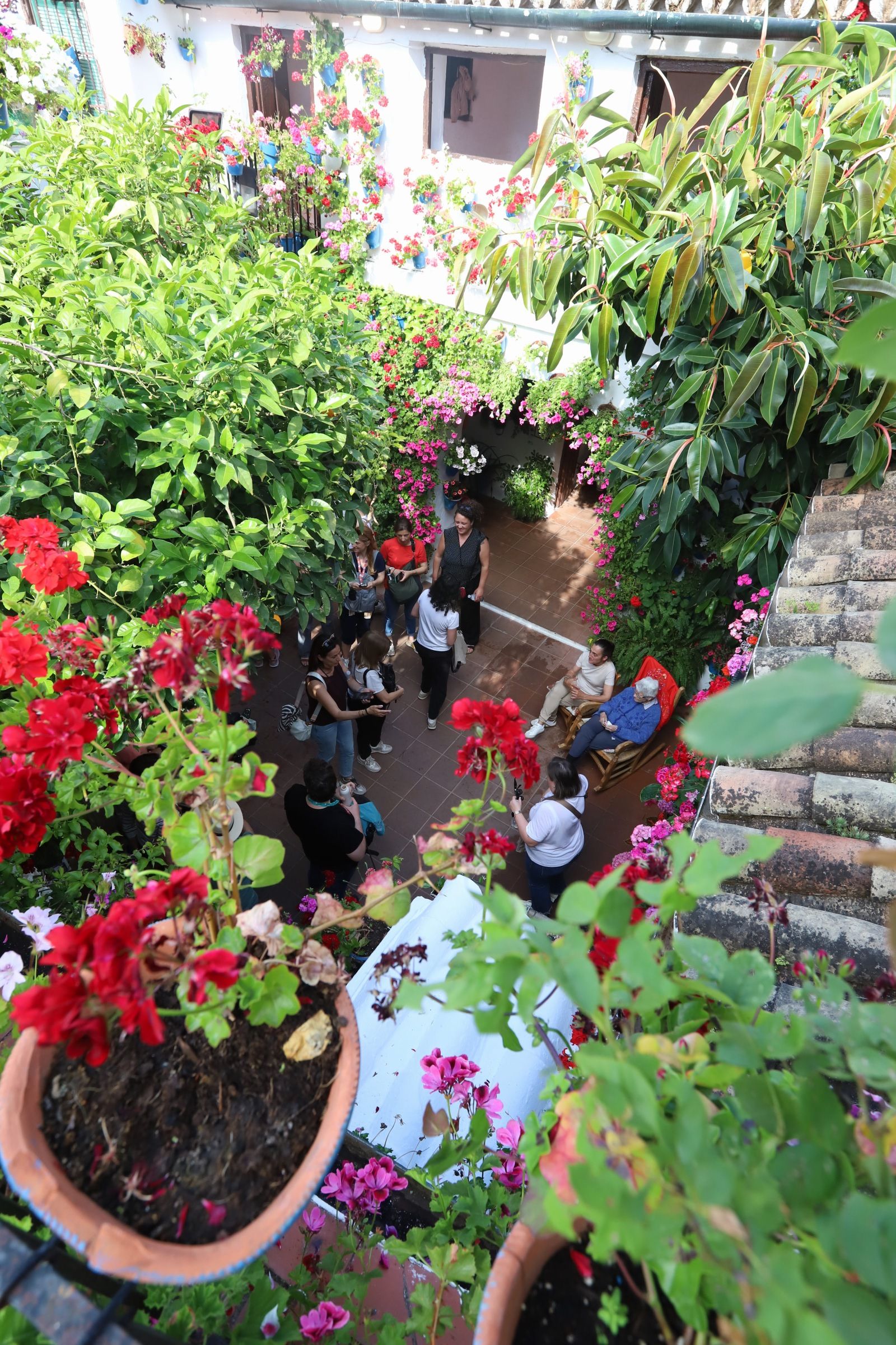 Los Patios de Córdoba ganadores del concurso de 2025, en imágenes