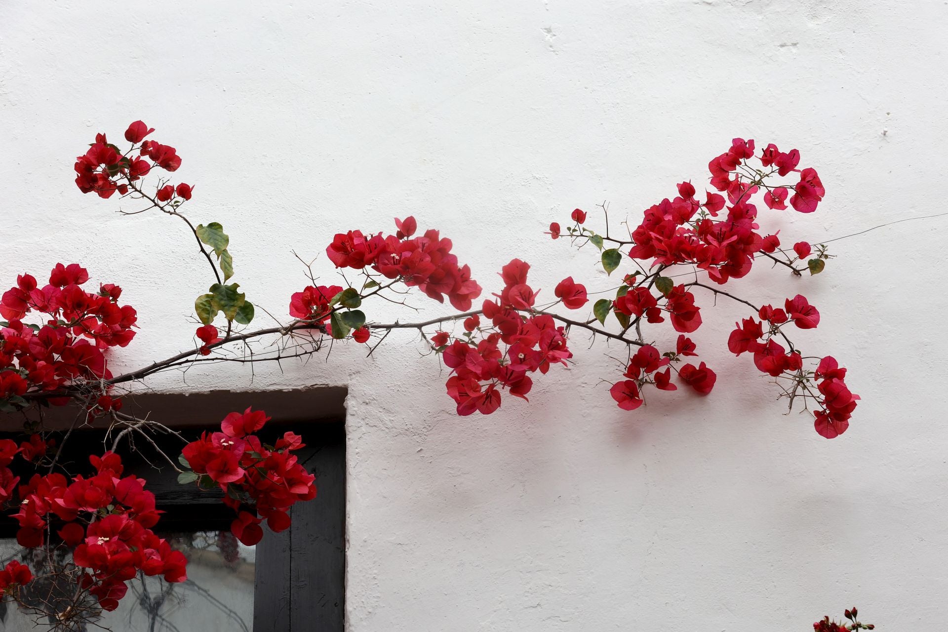 Los Patios de Córdoba ganadores del concurso de 2025, en imágenes