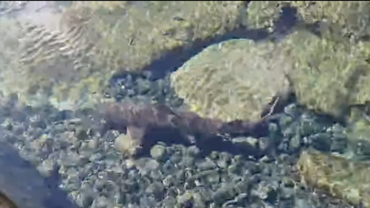 Un tiburón obliga a cerrar una piscina natural en Gran Canaria