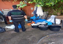 En mal estado y sin identificación: la Junta incauta 460 kilos de pulpo en Málaga