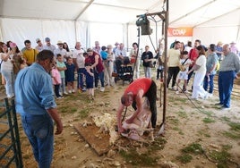Cientos de personas disfrutan de la Fiesta del Pastoreo de Villaralto