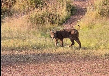 Avistamiento de un lince ibérico en el parque periurbano de El Patriarca
