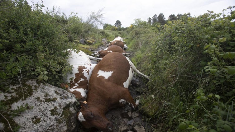 Los dueños de las 22 vacas que mató un rayo en Rodeiro salvaron su vida «de milagro»