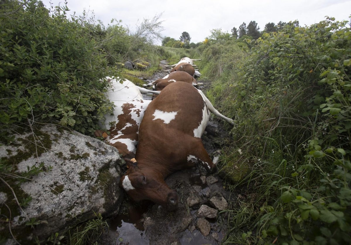 Varias vacas fallecidas del rebaño que fulminó el rayo
