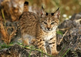 Mueren dos linces atropellados en una carretera de Huelva