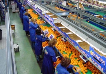 La mayor cosecha y la caída de los precios deja un sabor agridulce en el sector de los cítricos