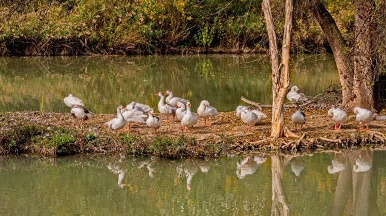 Muchas de las especies han desaparecido debido a la contaminación del cauce del Tajo