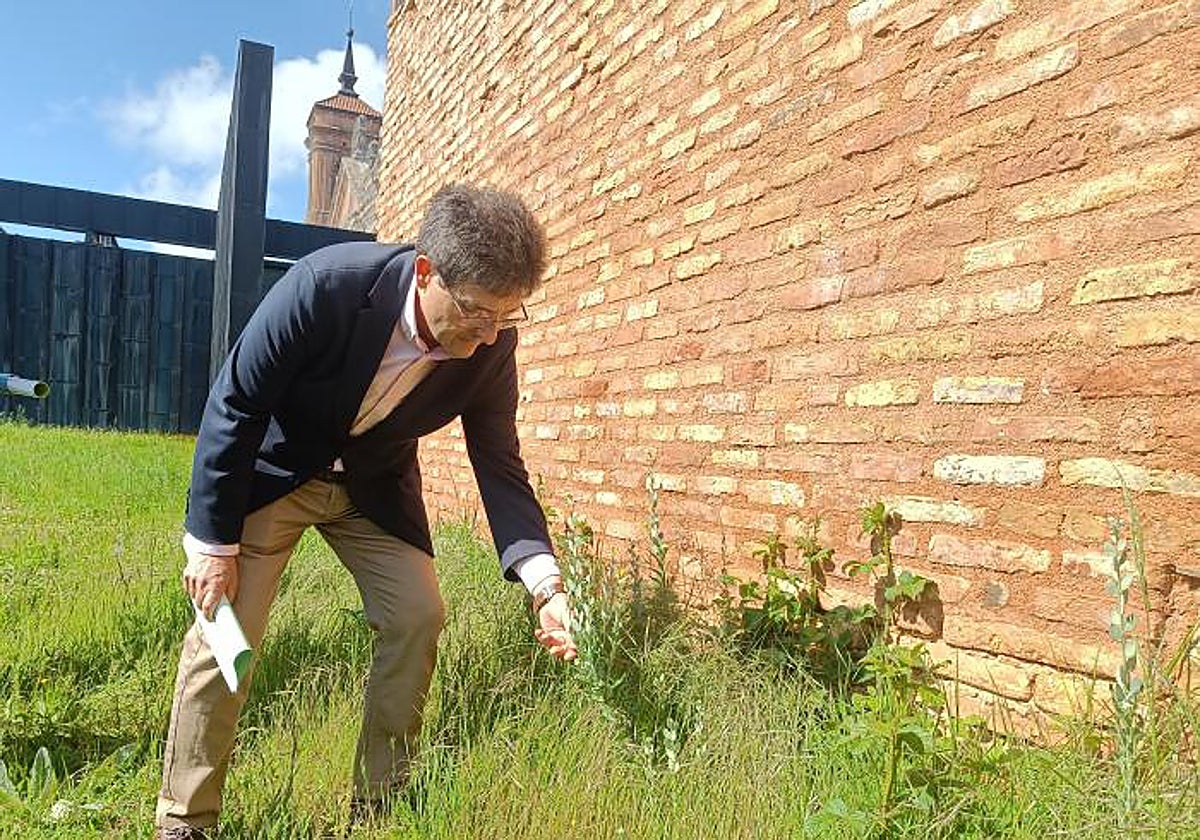 Calvo, con uno de los ejemplares plantados ya junto a los muros del monasterio