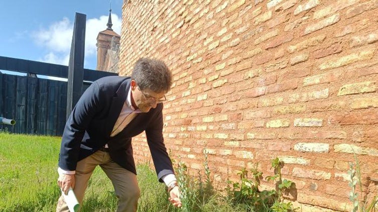 CSIC y Gobierno de Aragón reintroducen una planta desaparecida y única en España alrededor de San Juan de la Peña