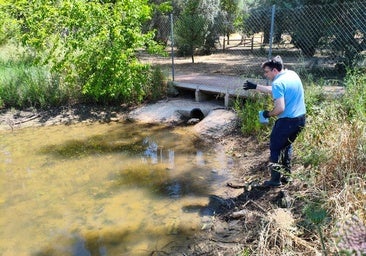 Montilla detecta 40 focos potenciales del virus del Nilo y activa su plan municipal