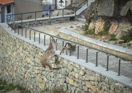 Imagen de dos cabras en el pueblo castellonense de Jérica