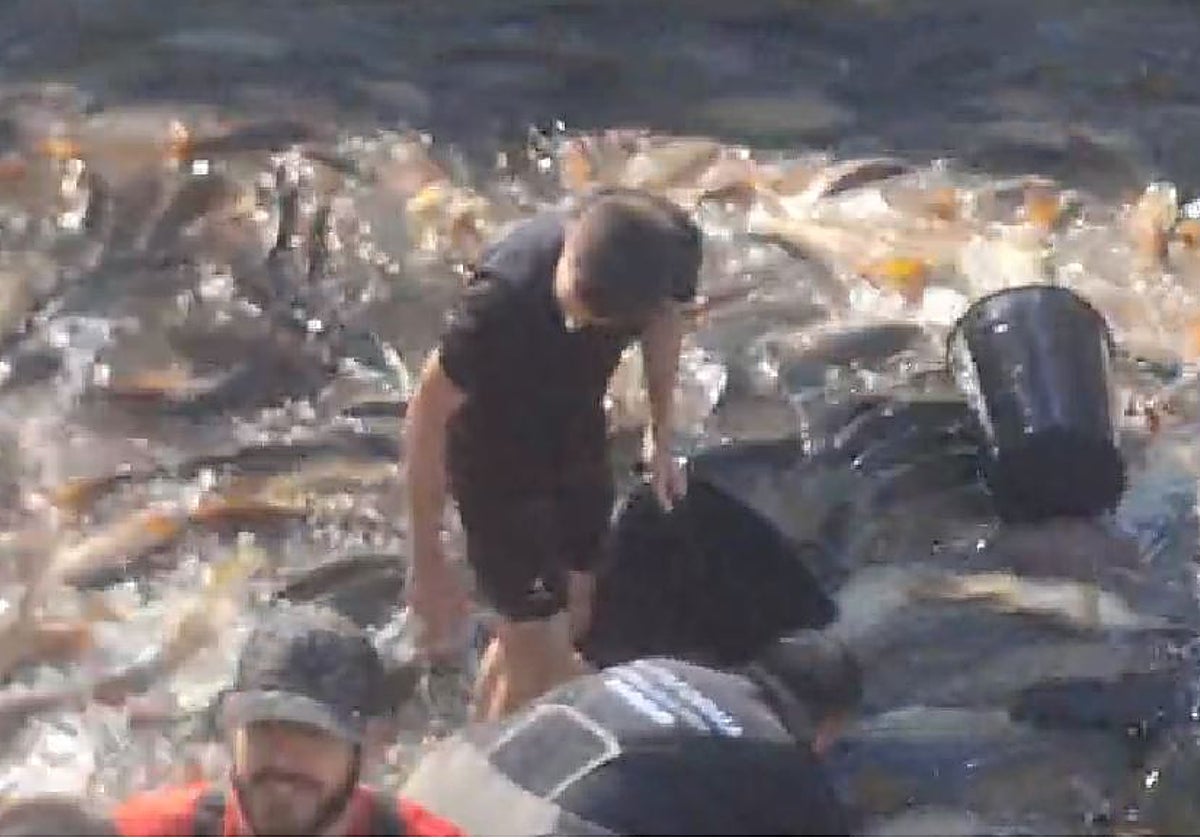 Vecinos y pescadores recogen con cubos los peces para evitar su muerte