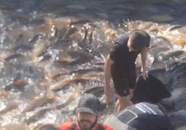 Miles de peces atrapados al cerrarse el canal entre los embalses de Entrepeñas y Buendía