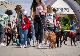 Perros afectados por la dana buscan un nuevo hogar: «No pueden caer en el olvido»