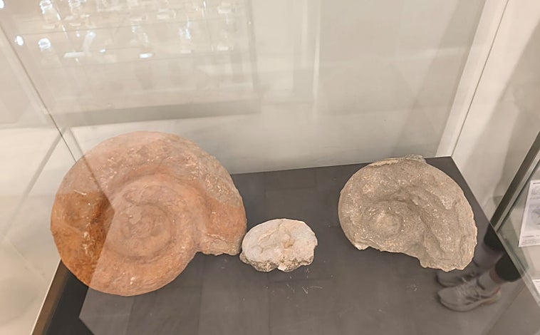 Imagen principal - No solamente puede recorrerse esta larga etapa en el museo del Instituto Aguilar Eslava sino que la propia localidad egabrense es un museo al aire libre con restos de fósiles de la época en cualquier rincón: piedras en jardines, fachadas de edificios, escaleras, entorno snaturales y por supuesto la Sierra