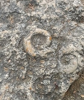 Imagen secundaria 2 - No solamente puede recorrerse esta larga etapa en el museo del Instituto Aguilar Eslava sino que la propia localidad egabrense es un museo al aire libre con restos de fósiles de la época en cualquier rincón: piedras en jardines, fachadas de edificios, escaleras, entorno snaturales y por supuesto la Sierra