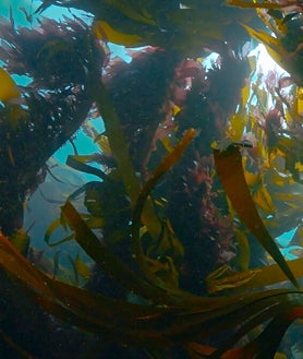 Imagen secundaria 2 - La sobrexplotación de Canarias encabeza el festival de cine de los océanos más importante de Europa