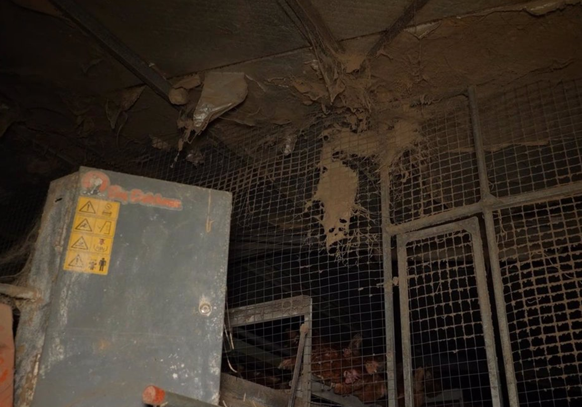 Explotación avícola en Llucmajo