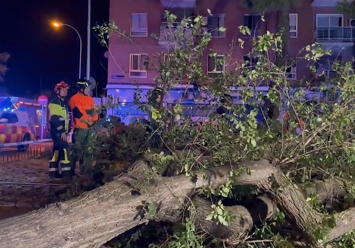 Bomberos talando el árbol que ha caído sobre el hombre de 25 años en Carabanchel (Madrid)