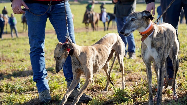 Galgos