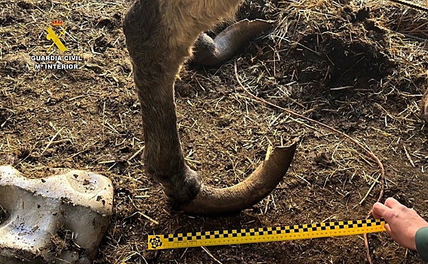 Estado de los cascos de uno de los burros